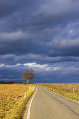 Yol bir tarla ve üzüm bağıyla çevrili.