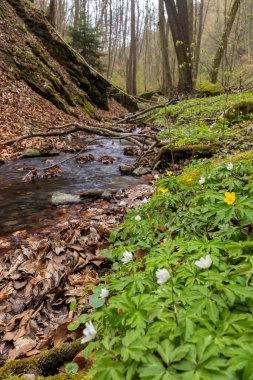 Typical landscape near Burg Kaja and Merkersdorf, National park Thayatal , Lower Austria, Austria clipart