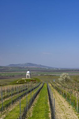 Vineyard near Velke Bilovice, Southern Moravia, Czech Republic clipart