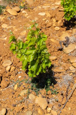 Typical vineyard with stones near Chateauneuf-du-Pape, Cotes du Rhone, France clipart