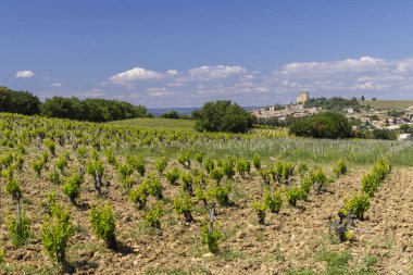 Typical vineyard with stones near Chateauneuf-du-Pape, Cotes du Rhone, France clipart