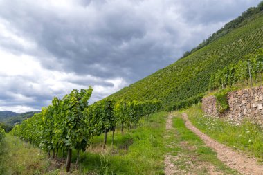 Thann, Haut-Rhin, Grand Est, Alsace, Fransa 'daki tipik Grand Cru üzüm bağları.