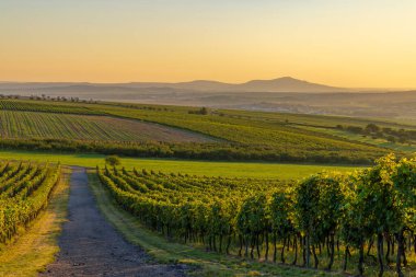 Palava altındaki üzüm bağları, Güney Moravya, Çek Cumhuriyeti