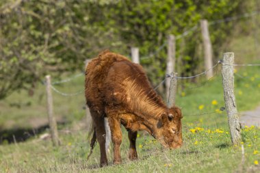 İlkbahar manzarasında inekler çayırda, Slovakya