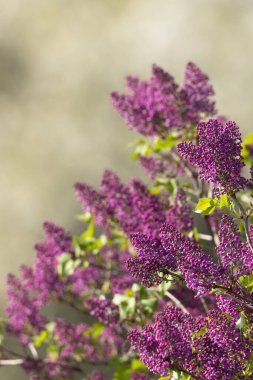 Polana Ulusal Parkı 'nda Slovakya' da leylak