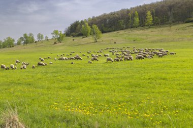 Stiavnicke Vrchy 'deki koyun sürüsü Krupinska planina, Slovakya