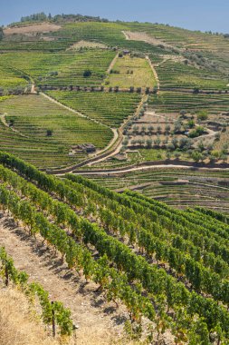 Ervedosa do Douro, Alto Douro, Portekiz yakınlarındaki tipik üzüm bağları