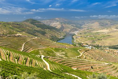 Pinhao, Alto Douro, Portekiz yakınlarındaki tipik üzüm bağları.