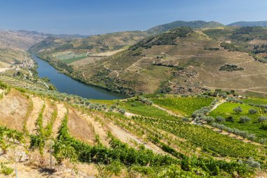 Pinhao, Alto Douro, Portekiz yakınlarındaki tipik üzüm bağları.