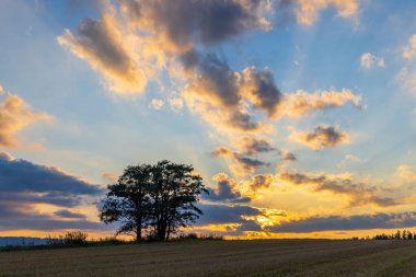 Doğa koruma alanı Broumovske steny, doğu Bohemya, Çek Cumhuriyeti