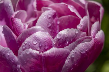 Macro shot of tulip with water drops, Keukenhof flower garden, Lisse, Netherlands