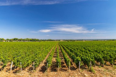 Clos de Vougeot, Cote de Nuits, Burgundy, Fransa yakınlarındaki tipik üzüm bağları