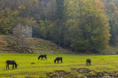 Soca nehri yakınlarındaki tipik manzara, Triglavski ulusal parkı, Slovenya