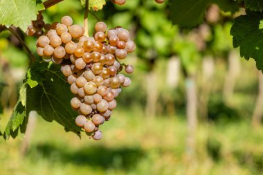 Vineyard with Hibernal near Cejkovice, Southern Moravia, Czech Republic clipart