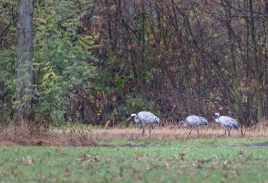 Kuş sürüsü, Common Crane, Hortobagy Ulusal Parkı, UNESCO Dünya Mirası Alanı, Puszta Avrupa, Macaristan 'daki en büyük çayır ve bozkır ekosistemlerinden biridir.