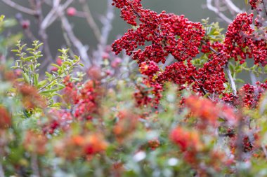 Sonbaharda Cotoneaster Dammeri fabrikası