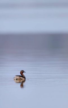 Küçük yunus (Tachybaptus ruficollis), Dehtar havuzu, Güney Bohemya, Çek Cumhuriyeti