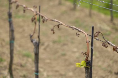 Bahar bağları ağır don (kahverengi parçalar ölmüş), çok az hasat olacağı üzüm bağları, Güney Moravya, Çek Cumhuriyeti