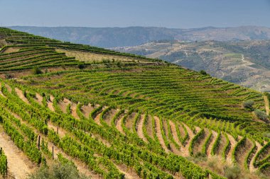 Ervedosa do Douro, Alto Douro, Portekiz yakınlarındaki tipik üzüm bağları