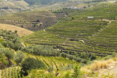 Pinhao, Alto Douro, Portekiz yakınlarındaki tipik üzüm bağları.