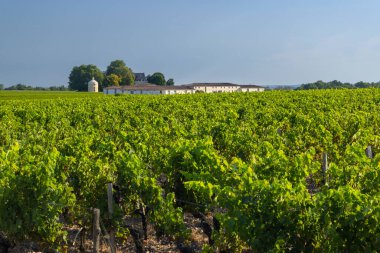 Pichon Longueville Şatosu yakınlarındaki tipik üzüm bağları Baron, Bordeaux, Aquitaine, Fransa