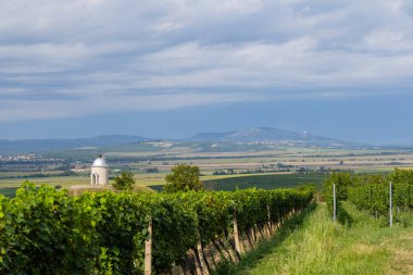 Velke Bilovice yakınlarındaki üzüm bağı, Güney Moravya, Çek Cumhuriyeti