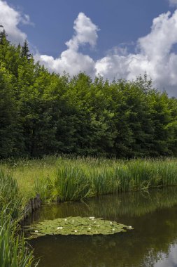 Pond near Poniatow Rudawa, Orlicke mountains, Okres Kladzko, Poland