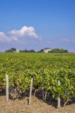 Chateau la Tour de By, Bordeaux, Aquitaine, Fransa yakınlarındaki tipik üzüm bağları