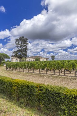 Chateau Petrus, Pomerol, Aquitaine, Fransa yakınlarındaki tipik üzüm bağları