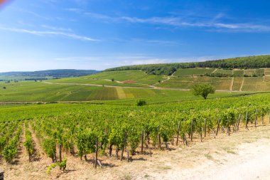 Aloxe-Corton yakınlarındaki tipik üzüm bağları, Cote de Nuits, Burgundy, Fransa