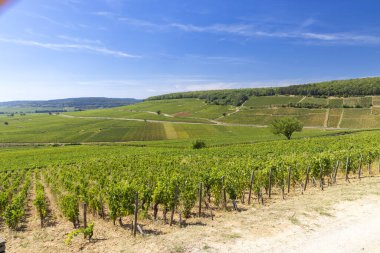 Typical vineyards near Aloxe-Corton, Cote de Nuits, Burgundy, France clipart