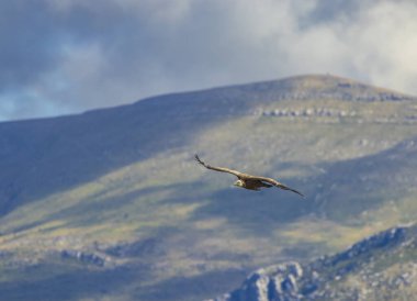 Fransa 'nın Provence kentindeki Verdon Nehri Kanyonu' nda (Verdon Gorge) Griffon akbabası