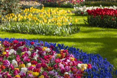 Keukenhof flower garden - largest tulip park in world, Lisse, Netherlands
