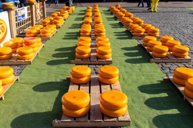 Hollanda 'da peş peşe bir dizi peynir