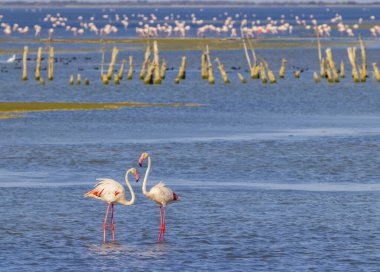 Flamingo in Parc Naturel bölgesel de Camargue, Provence, Fransa