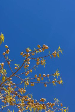İlkbaharda filizlenen dallar yazın bir çalıda.