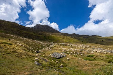 Tipik Portillo de Eraize ve Col de la Pierre St Martin yakınlarındaki koyunlar, İspanya 'nın Pireneler kentindeki Fransız sınırı.