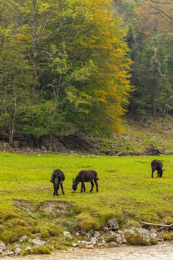 Soca nehri yakınlarındaki tipik manzara, Triglavski ulusal parkı, Slovenya