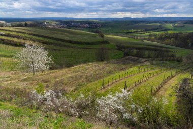 Mailberg yakınlarındaki üzüm bağları, Aşağı Avusturya, Avusturya