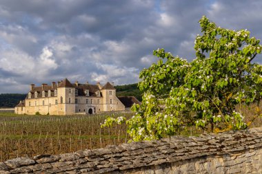 Typical vineyards near Clos de Vougeot, Cote de Nuits, Burgundy, France clipart