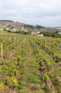 Spring vineyards near Julienas in Beaujolais, Burgundy, France clipart