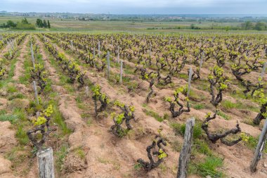 Spring vineyards near Julienas in Beaujolais, Burgundy, France clipart