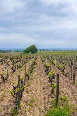 Spring vineyards near Julienas in Beaujolais, Burgundy, France clipart