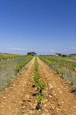 Typical vineyard with stones near Chateauneuf-du-Pape, Cotes du Rhone, France clipart