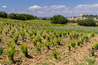 Chateauneuf-du-Pape yakınlarında taşları olan tipik üzüm bağları, Cotes du Rhone, Fransa