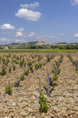 Chateauneuf-du-Pape yakınlarında taşları olan tipik üzüm bağları, Cotes du Rhone, Fransa