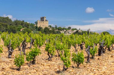Chateauneuf-du-Pape yakınlarında taşları olan tipik üzüm bağları, Cotes du Rhone, Fransa