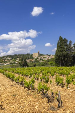 Chateauneuf-du-Pape yakınlarında taşları olan tipik üzüm bağları, Cotes du Rhone, Fransa