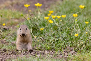 Ground squirrel colony (Syslovisko Biele vody), National park Muranska Planina, Slovakia clipart