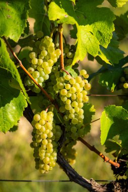Güney Moravya, Çek Cumhuriyeti, Cejkovice yakınlarında Hibernal ile üzüm bağı